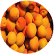 Apricot