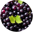 Black Currant