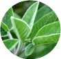 Clary Sage