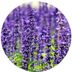 Lavander