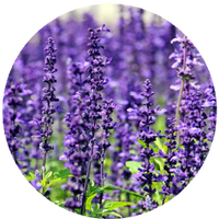 Lavander