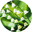 Lily of Valley