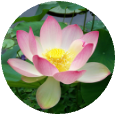 Lotus Flower