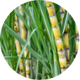 Sugar Cane