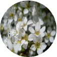 White Flowers